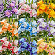 View Double-petaled bicolor fragrant lily Bulbs—Fresh and Sweet image 1