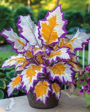 View Rare Giant Tall Hosta Bulbs – Towering Elegance & Shade-Tolerant Beauty image 5