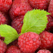 View 🍓Red Raspberry Seeds image 4