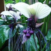 View Rare Exotic White Bat Flower image 1