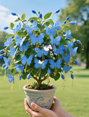 View 🎉Limited Time Offer: 50% Off 🦋Golden Thread Butterfly Flower Seeds image 1