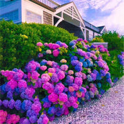 View Hydrangea Seed: Beautiful, reunion and gratitude image 4