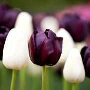View Queen of the Night Tulip Seeds image 5