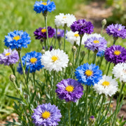 View 🌸Cornflower Garden Seeds image 5