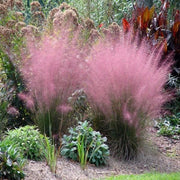 View 100Pcs Muhlenbergia Capillaris image 1