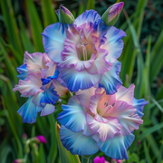 View Bubblegum Bliss Gladiolus Corms🌺 image 5