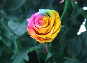 View Rainbow Rose Seeds image 2