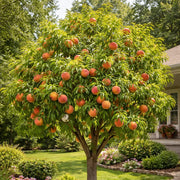 View 🔥 85K+ SOLD! 🍑 Heirloom "Honey Red" Dwarf Peach Tree Live Seeds image 6