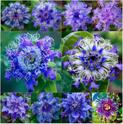 View 🌺 BEAUTIFUL PASSIONFLOWER SEEDS 🌿 image 2