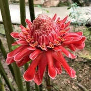 View Porcelain rose seeds-Etlingera elatior-Torch Ginger image 5