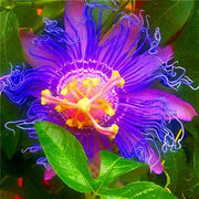 View Egrow 50Pcs/Pack Passion Flower Seeds Garden Rare Passiflora Incarnata Fruit Plants Seeds image 4