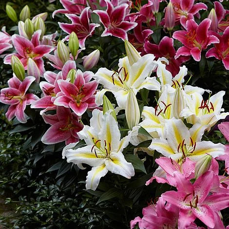 Perfume Liliy Seeds Flower Garden Plant