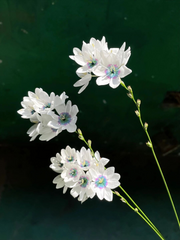 View Rare White-Patterned Valley Iris image 4