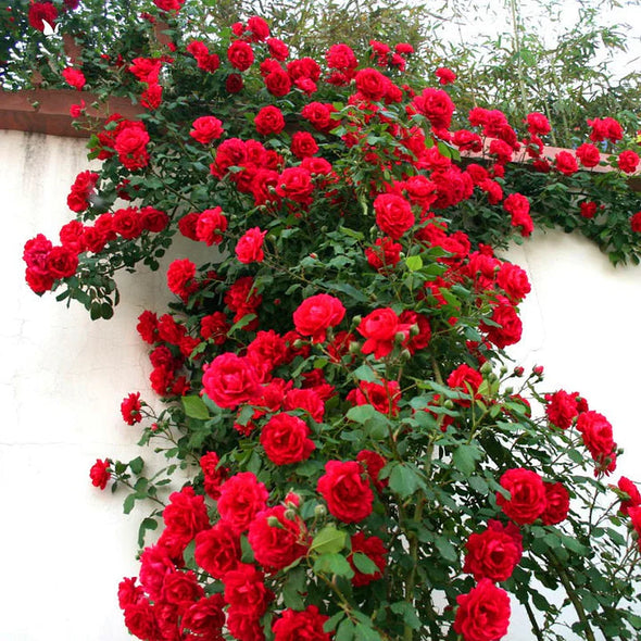 [3 days germination]🔥Last Day 49% OFF🌺Climbing Rose Seeds