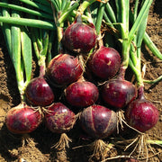 View Purple Fruit Onion Vegetable Seeds image 4