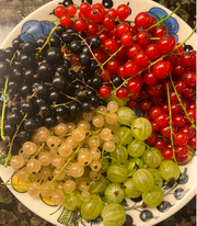 View Rainbow Color Cape Gooseberry Seeds image 5