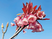 View Rare Tuberose Enkianthus Seeds image 4