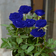 View 💙BLUE ENCHANTRESS ROSE SEEDS✨ image 4