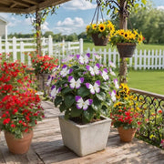 View 🏆 50K+ SOLD! 🦋🌸 Moonlight Butterfly Flower Seeds – Fall & Winter Planting, Perennial Blooms & Stunning Garden Elegance 🍂 image 1