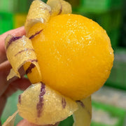 View Pepino melon seeds, melon pear or sweet cucumber exotic fruit, ginseng fruit seeds image 3