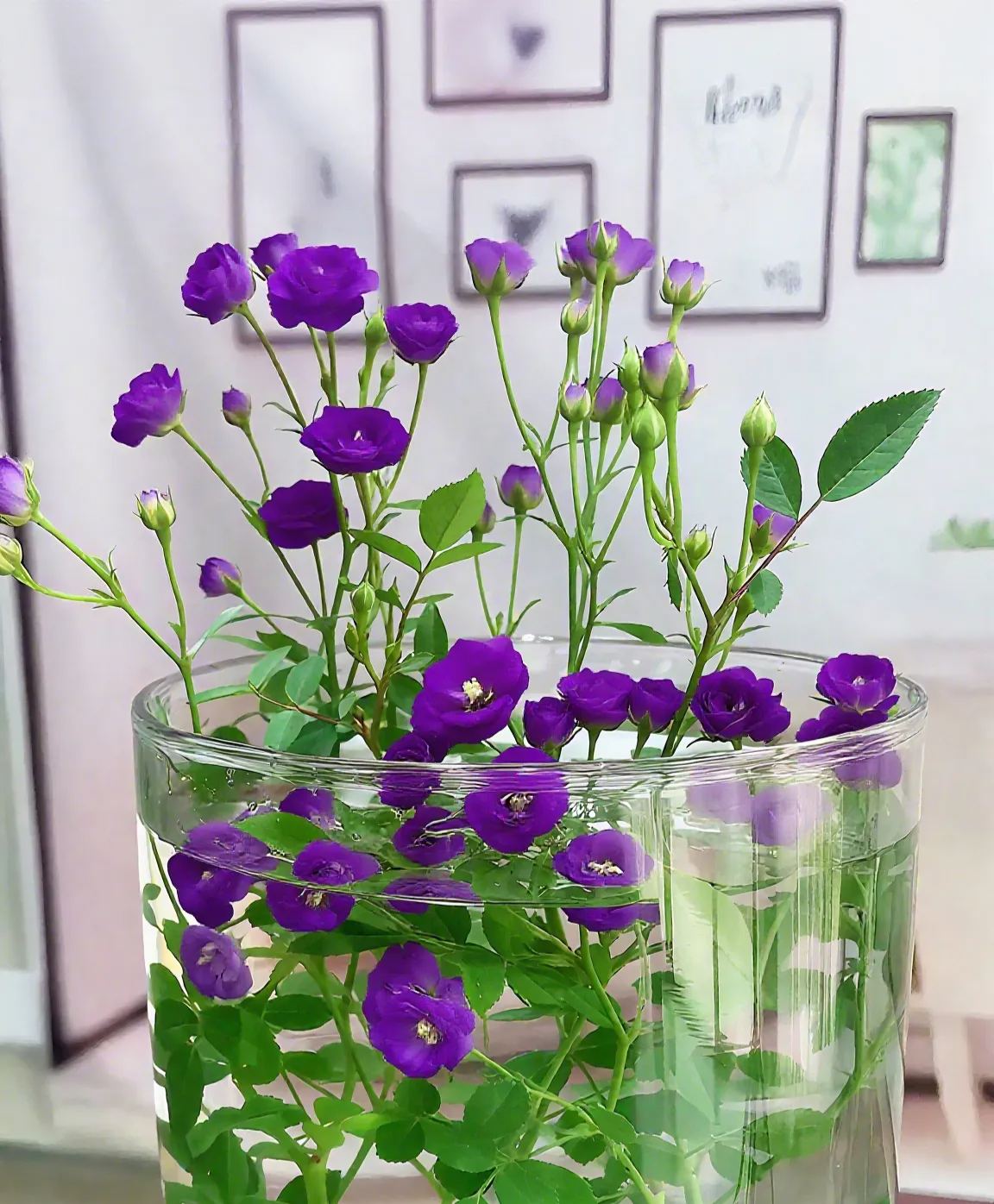 Water Beauty Rose-Miniature bonsai roses, blooming all year round, potted flowers Ornamental bonsai, indoor plants