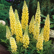 View LUPINE FLOWER SEEDS image 3