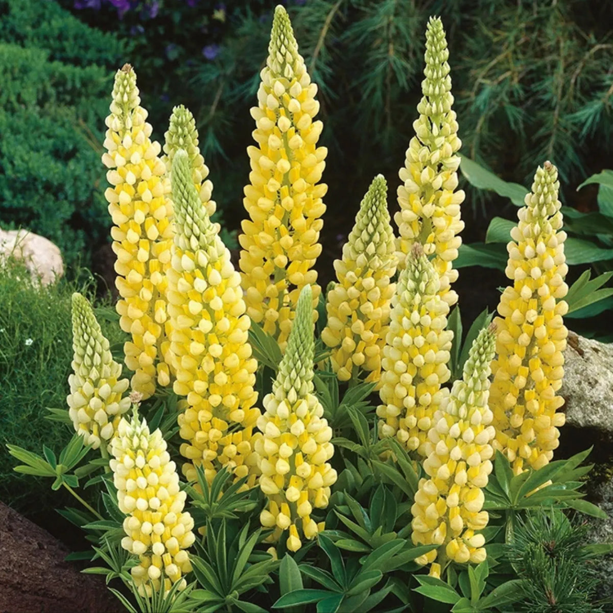LUPINE FLOWER SEEDS