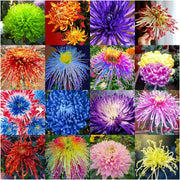 View Mixed Spider Mums Flower Seeds-Over 20 Colors image 1