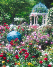 View Mixed Color Rose Combination Seeds💐 image 5