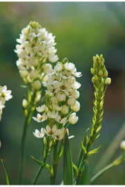 View 🌸 Sacred Heart Lily Bulbs – A Perennial Treasure for Your Garden image 5