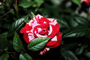 View Rose red white Miniature Rose image 1