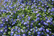 View Creeping Blue Speedwell Veronica Repens Groundcover Flower Seeds image 4