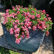 View Alpin-Rose image 3