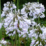 View Agapanthus africanus 'Windsor Grey' image 3