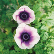 View Pastel Violet Anemone Seeds image 1