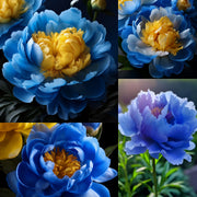View 💙💛Blue Yellow Peony Flower Seeds image 1