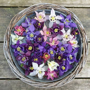 View Columbine Mckana's Giant Mix Flower Seeds image 5