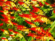 View Firecracker Vine Ipomoea Lobata Seeds image 1