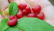 View Choniccra standishii-Love Fruit Seeds image 3