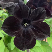 View Black Petunia Seeds image 2
