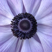View Azzurro Anemone Seeds image 3