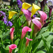 View Calla Lily Bulbs – The Magical Bloom That Never Fails image 1