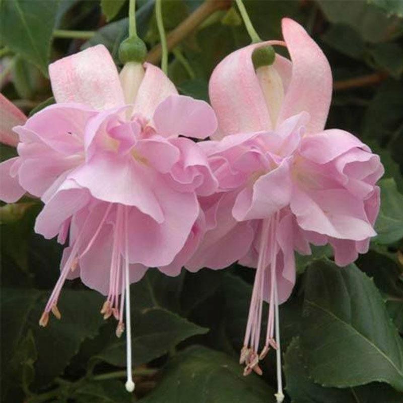🧚🏼Fuchsia Flowers Seeds-Dancing Elf🪴Bonsai