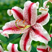 View Aurora Lily-Rare Exquisite Lily Bulbs 🌸 image 6