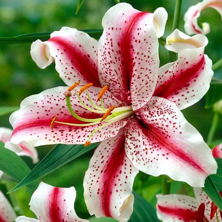 Aurora Lily-Rare Exquisite Lily Bulbs 🌸