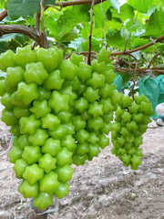 View 🎆Hot Sale🥂Rare And Beautiful Breed🌟Star Grape Seeds🍇 image 4