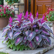 View 🌿 Rare Hosta Seeds — Premium, Shade-Loving Perennials with Lush Foliage🌈 image 5