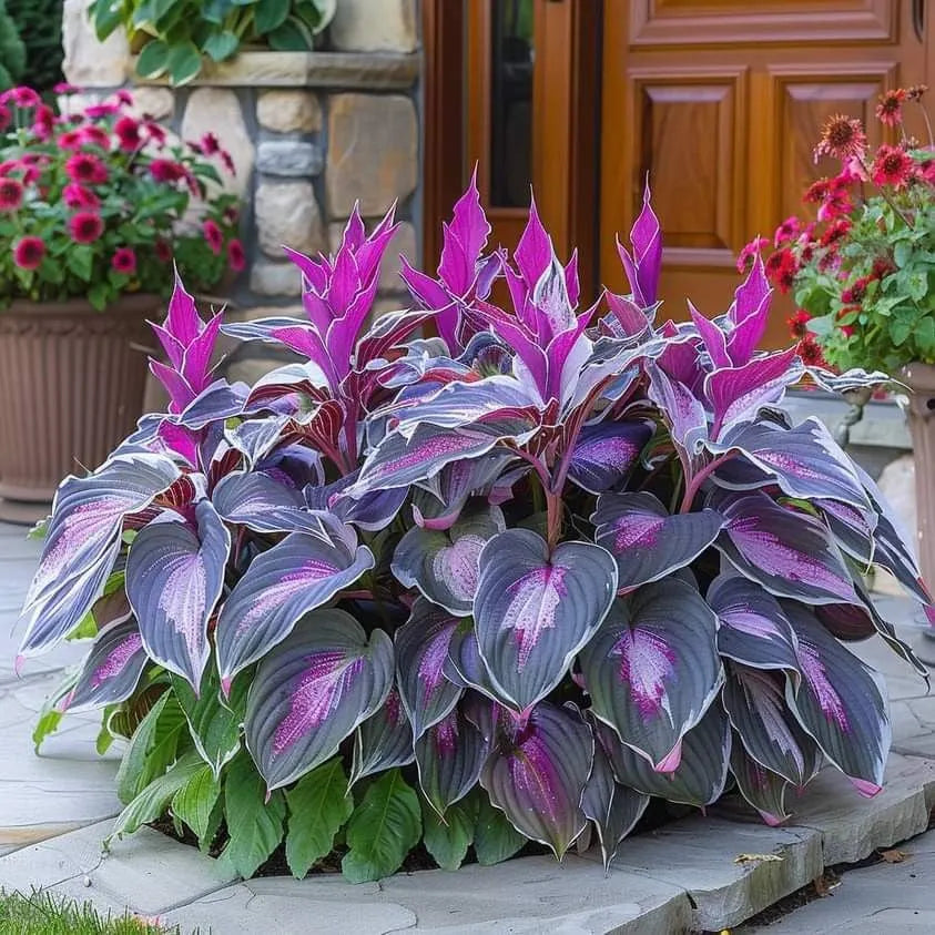 🌿 Rare Hosta Seeds — Premium, Shade-Loving Perennials with Lush Foliage🌈