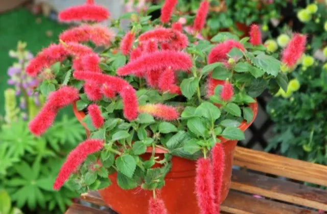 Acalypha hispida - Red Hot Cattail Seeds