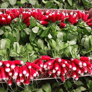 View Thumb Fruit Radish Seeds image 3